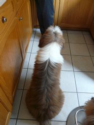 Miles waiting for his biscuit 03.09.11